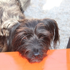 Hundetreffen 2014 im Allgäu (27)